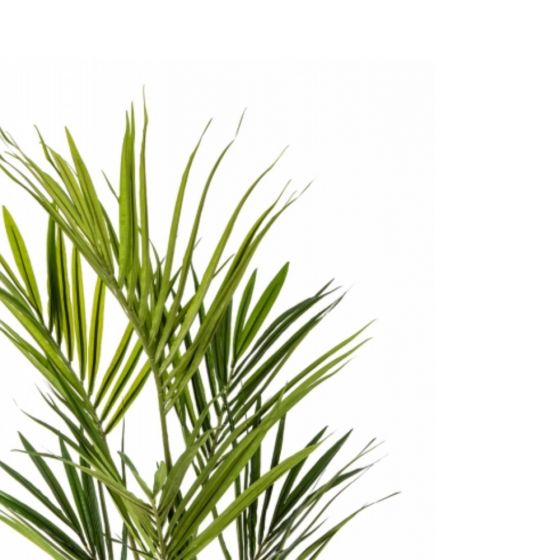 Kunstplant Kentia palm  - 170 cm