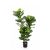 Kunstplant Ficus Lyrata - 90 cm