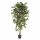 Kunstplant Ficus Nitida - 210 cm