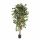 Kunstplant Ficus Nitida - 180 cm