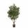 Kunstplant Olijfboom - 150 cm
