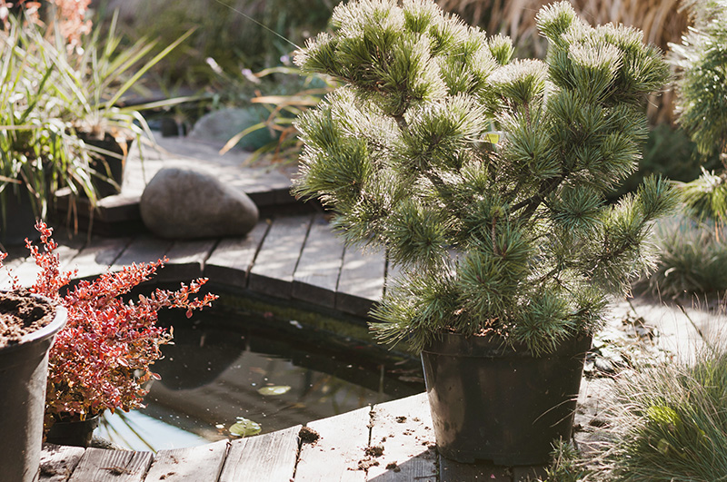 Vijver maken in de tuin