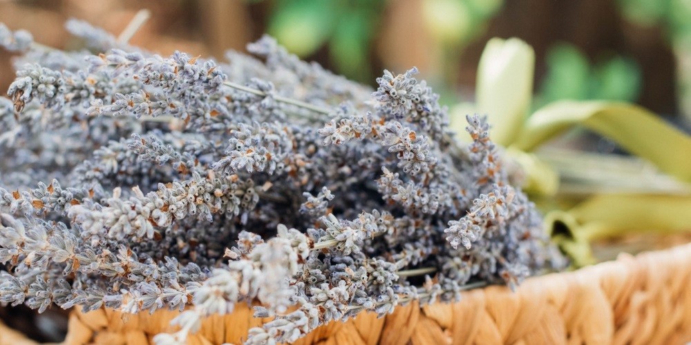 Wat kun je in de herfst aan beplanting in je tuin doen?